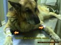 Lavanda gastrica in un cane per GDV