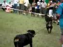 Chiwa Eyck APRO Nacional 2006 Chiwa Eyck APRO Nacional 2006