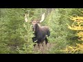 Encourager moi cliquer sur l'annonce svp !!!! Chasse à l'orignal 2010, zone 28, tiré avec une 30-06 à 13h45 le 10/10/10 2010 moose hunt, zone 28, shooted with 30-06 firearm ............................................. Et oui I'orignal est mort 20 pieds deriere la place ou il a été tiré. And Yes the Mosse is dead just 20 feet behind the spot he was Shooted. Panache de 45inchs 1/2