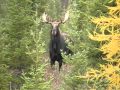 Chasse orignal 2010