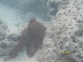 Hanauma Bay Snorkeling Hanauma Bay Snorkeling