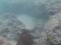 Hanauma Bay Snorkeling