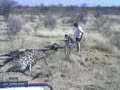 Hunting Giraffe