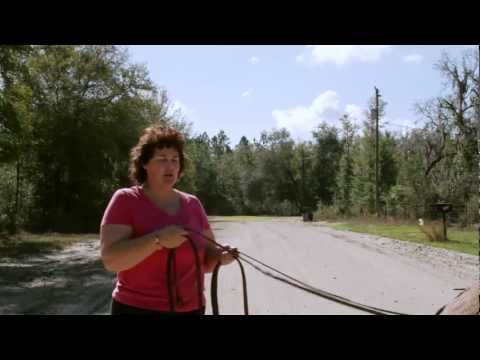 donkey - In this episode Becky shows you how to harness up a donkey or horse, she talks about all the parts of a harness, and then shows you how to teach a donkey or ...