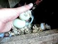 Two Ducks, One Nest Two Ducks, One Nest