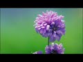 ♡♪ What is Love♡?Abdulbaha♡♪Definition of love ♡♪Llewellyn ♡