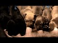 7 Pit bull puppies 2 week old 7 Pit bull puppies 2 week old