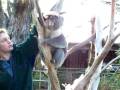 videos de Strange Koala