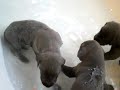 AKC Blue Great Dane Puppies taking a bath.