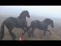 The Forest Boyz - Friesians in the mist The Forest Boyz - Friesians in the mist