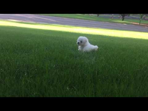 Romeo is the perfect MaltiPoo with his loving personality and cotton coat