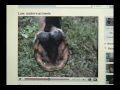 Hoofwall Anatomy Part 1, Lessons from the Hoof