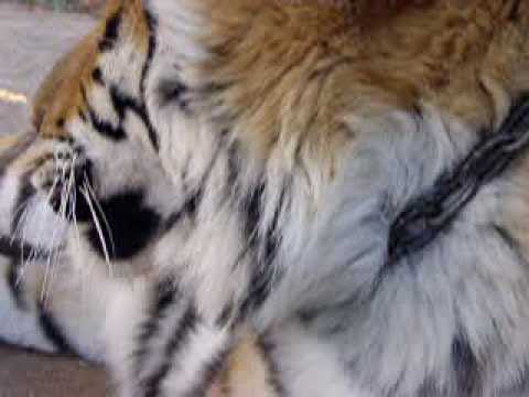 TIGER YAWN