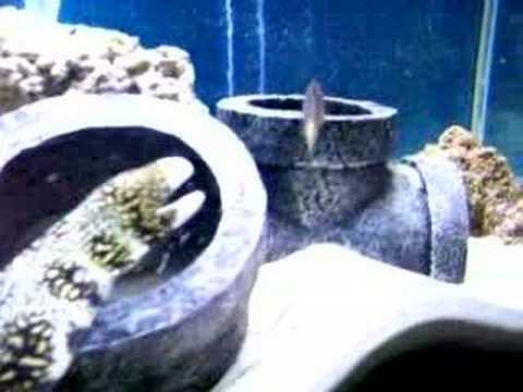 how to care for a snowflake eel