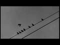 Indiscriminate - trailer