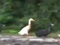 running ducks
