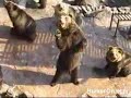 FANTASTIC WHAT BEARS DO FOR FOOD