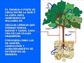 CLASE Nº1 LAS PLANTAS CLASE Nº1 LAS PLANTAS