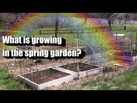 how to grow sugar snap peas in az