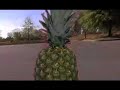 pineapple dreams pineapple dreams