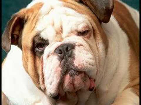 Bulldog Reading Dylan Thomas
