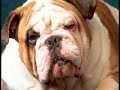 Bulldog Reading Dylan Thomas