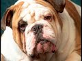 Bulldog Reading Dylan Thomas