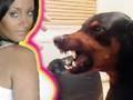 Chihuahua STEALS DOBERMANS BED