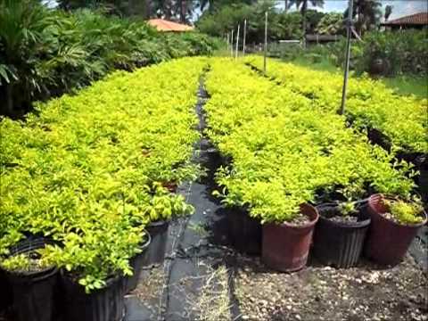 how to care for duranta erecta