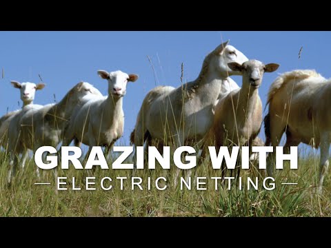How To Set Up Rotational Grazing Paddocks with Electric Netting 