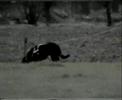 Bouvier des Flandres Skippy Jezebell v Caya\ Bouvier des Flandres Skippy Jezebell v Caya\