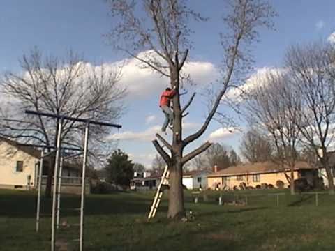 how to cut down a tree