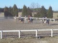Palmetto Posse Mounted Drill Team, Hartsville SC