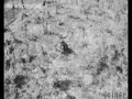 Macaques decide through democracy, not dictatorship