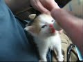 Bottle Feeding Kittens