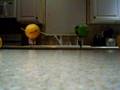 orange and apple