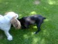 Marula peleando con Gala