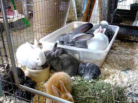 how to care for a flemish giant rabbit