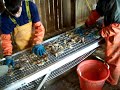 Sorting Oysters, Tumbler & Conveyor
