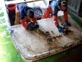 Sorting Oysters, Tumbler & Conveyor