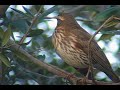 ZORZAL ALIRROJO / REDWING (Turdus iliacus)