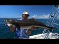 Mogan Mayhem - wild COBIA in Cape Canaveral