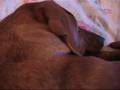 Purring Kitty Snoring Dachshund