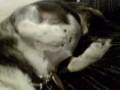 A Sphynx Called ButterBall - Episode 9 - A trip to Grapevine A Sphynx Called ButterBall - Episode 9 - A trip to Grapevine