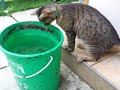Cirmos �s a B�ka / Tabby and the Frog