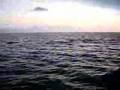 Marsiol Newport to Ensenada Dolphins
