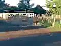 CABALLO AL PIAL