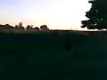 CABALLO AL PIAL