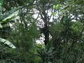 canopy tour