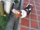 Basset Nemo Drink Whater